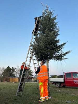 Fällung Weihnachtsbaum